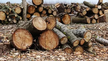 Ministrul Mediului anunță că exploatările forestiere, balastierele şi depozitele de deşeuri vor fi monitorizate prin satelit: ”Sistemul ne va alerta automat şi vom putea să trimitem de urgenţă autoritățile pentru a verifica”