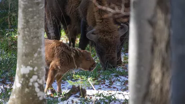 Imagini spectaculoase cu puiul de zimbru născut în libertate în Munţii Făgăraş (VIDEO)