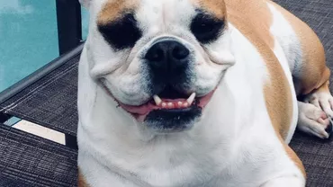 Câinele său tocmai murise și suferea enorm după el. S-a uitat din întâmplare pe camera de supraveghere și a încremenit. Este uluitor, a fost ca un ultim bun rămas! (FOTO) 