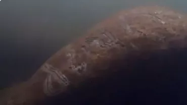 Numele lui Donald Trump, scrijelit pe spatele unui lamantin viu, specie protejată (VIDEO)