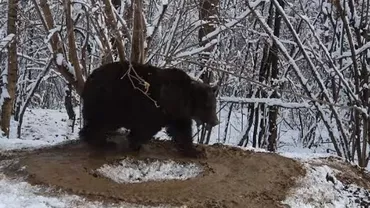 Imagini tulburătoare: Un urs care a stat 20 de ani în cușcă se învârte în cerc, deși acum e liber (VIDEO)