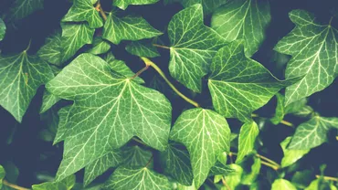 Arderea frunzelor, interzisă: Garda de Mediu a anunțat care sunt amenzile (FOTO)