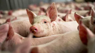 România înregistrează 428 de focare active de pestă porcină africană, în scădere față de luna precedentă