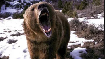 Turiștii români s-au întâlnit cu ursul pe pârtie, la ski: „Nu are nimeni de mâncare la el? (VIDEO)