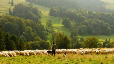 ANSVSA: De unde se poate cumpăra carne de miel controlată sanitar veterinar, sigură pentru consum