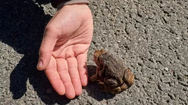 Prioritate pentru broaște. Un drum important din capitala Estoniei, închis, pentru ca amfibienii să-l poată traversa în siguranță