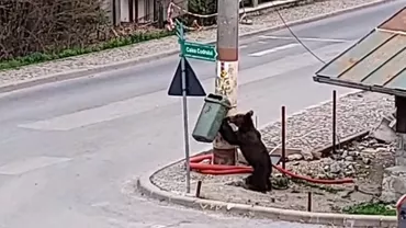 Un urs a fost filmat în Sinaia în timp ce a rupt un coș de gunoi de pe stradă, căutând mâncare (VIDEO)