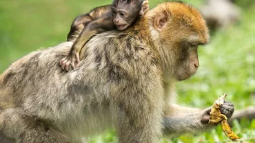 Bătaie între maimuțe, pe o șosea din Thailanda. Animalele nu mai primesc mâncare din cauza restricțiilor (VIDEO)