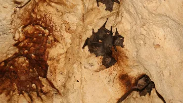 Marea Britanie: Un coronavirus înrudit cu SARS-CoV-2 a fost descoperit la lilieci