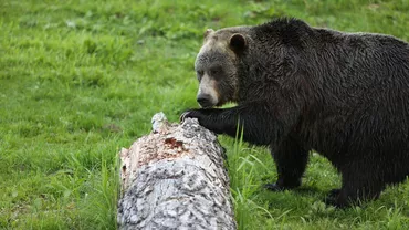 Valea Prahovei: Intervenție pentru salvarea unui grup de 13 turiști care s-a întâlnit cu o ursoaică agresivă