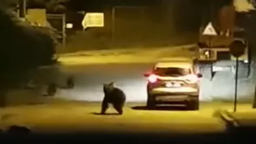 Bușteni: O ursoaică, filmată în timp ce atacă o mașină aflată în mers (VIDEO)