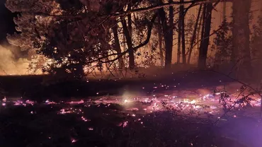 Incendiu în pădurile din Alba. Flăcările s-au extins cu repeziciune, din cauza vântului puternic (VIDEO)