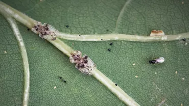 Insectele agresive care atacă România. S-au înmulțit într-un ritm alert și sunt imune la substanțele chimice (FOTO)