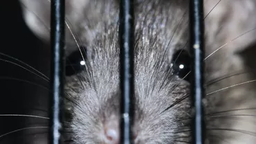 Șobolani mari „de mărimea pisicilor” au invadat casele din Anglia. Animalele intră prin vasul de la toaletă