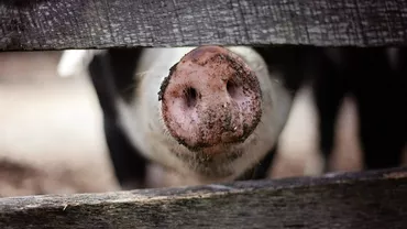 Peste 10.000 de porci vor fi ucişi la o singură fermă din Hunedoara ca urmare a confirmării pestei porcine africane