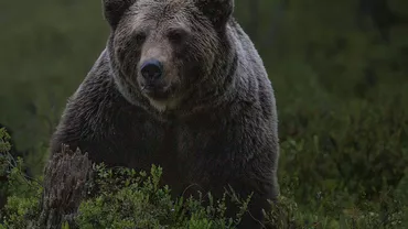 Ministrul Mediului a aprobat împușcarea a 5 urși din Argeș, Mureș și Suceava