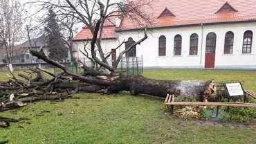 Gorunul plantat de Arsenie Boca s-a prăbuşit din senin. Ce se va întâmpla cu lemnul recuperat