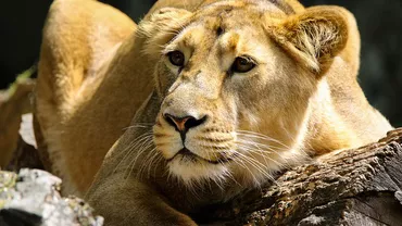 O leoaică de la o grădină zoologică din Belgia a fost testată pozitiv la COVID-19