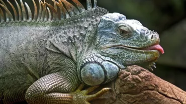 Iguanele cad din copaci, în Florida. Reptilele nu mai rezistă la frig (video)