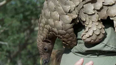 Cercetătorii au descoperit în China o nouă specie de pangolin