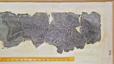 Cea mai veche fosilă de biban de mare din Europa, descoperită de specialiștii Universității Babeş-Bolyai