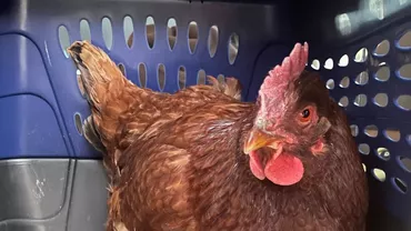 Targu Jiu: Vulpe filmata cu gaina in gura, printre masini (VIDEO)