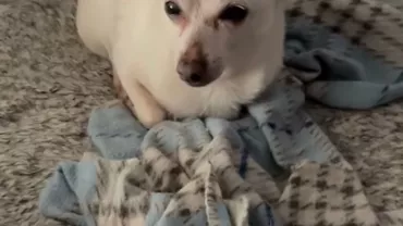 Record mondial Guinness pentru cel mai vârstnic exemplar din rasa Chihuahua: „Are o stare de sănătate destul de bună, ţinând cont de vârsta lui”