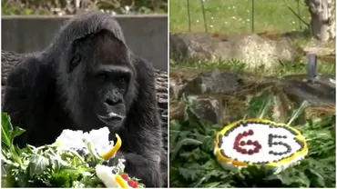 Cea mai bătrână gorila din lume a împlinit 65 de ani. Cum a petrecut Fatou, după ce a primit tort de ziua ei (VIDEO)