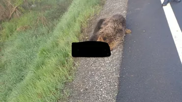 Un urs a fost omorât de o mașină în județul Sibiu. Este al doilea caz într-o lună