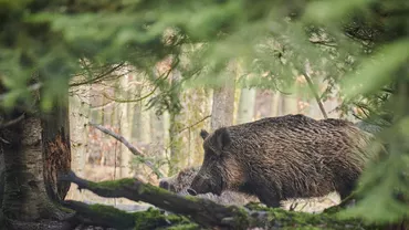 Un bărbat din Timiș a fost prins în timp ce transporta un porc mistreț vânat ilegal. Ce a urmat?