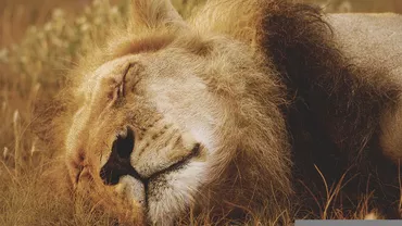 Doi lei au scăpat din cușcă, la Grădina Zoologică din Rădăuți. Sucevenii au primit mesaj Ro-Alert