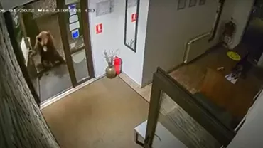 Un urs e filmat cum intră într-o pensiune din Predeal. Animalul deschide ușa de două ori (VIDEO)