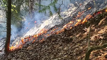 Incendiu de pădure în Parcul Naţional Munţii Rodnei: Zeci de pompieri intervin pentru stingerea flăcărilor