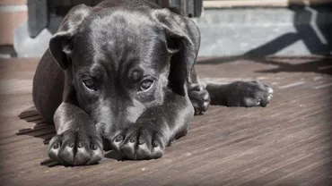 Animalele de companie suferă din cauza căldurii: Cum le putem proteja