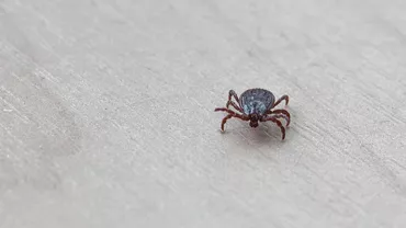Sunt anunțate vaccinuri împotriva Lyme. Cum funcționează acestea în cazul mușcăturilor periculoase de căpușe