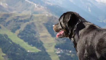 Un câine din rasa Rottweiler a fost împușcat de un polițist, după ce a atacat o femeie din Mangalia