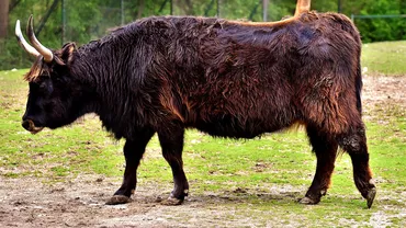 Un zimbru a fost văzut pe străzile din Neamț. A fost emis mesaj RO-ALERT