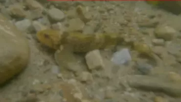 Descoperire neașteptată! Un pește de pe vremea dinozaurilor trăiește într-un râu din Făgăraș