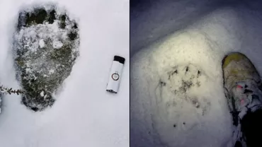 La munte, oamenii sunt musafiri: Urme de urs, găsite de salvamontiștii din Bihor în Stâna de Vale și Padiș