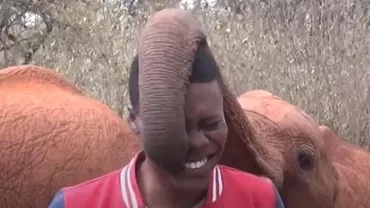 Un reporter din Kenya a fost întrerupt de un pui de elefant (VIDEO)