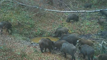 Raiul sălbăticiunilor: lacul din Parcul Natural Grădiștea Muncelui Cioclovina, pe placul urșilor și a mistreților