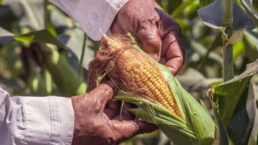 Producția de porumb din România rămâne inferioară mediei ultimilor cinci ani, de frica importurilor din Ucraina