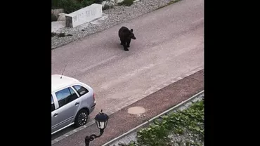 Un urs a fost surprins în apropierea unui loc de joacă din Predeal plin de copii (VIDEO)