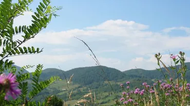 Misterul sinuciderilor din comuna Petrova, deslușit de un cercetător maramureșean