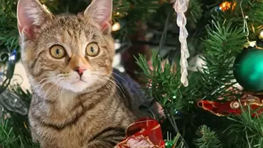 În casele iubitorilor de feline a început bătălia supremă din fiecare an: Pisici împotriva brazilor de Crăciun