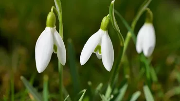 Vremea neobișnuit de caldă a dus la înflorirea ghioceilor în mai multe zone din România și Republica Moldova