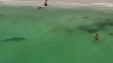 Momente pe panică pe o plajă din Australia. Un rechin-tigru a fost observat apropiindu-se de persoanele care înotau (VIDEO)