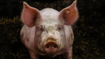 Vești proaste pentru românii care cresc porci în propriile gospodării. Guvernul anunță câte animale pot fi ținute într-o curte. Amenzi de până la 15.000 de lei pentru cine încalcă legea