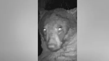 Un urs din Colorado, amator de selfie: Are circa 400 de fotografii într-un parc (VIDEO)