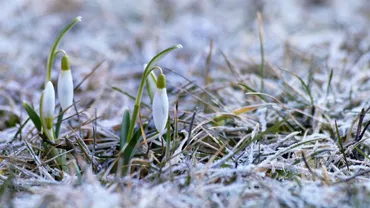 Ghioceii riscă să nu mai fie considerați vestitorii primăverii. Planta a început să înflorească din luna ianuarie